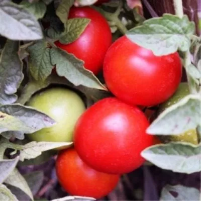 polskiy-karlik-5-150695