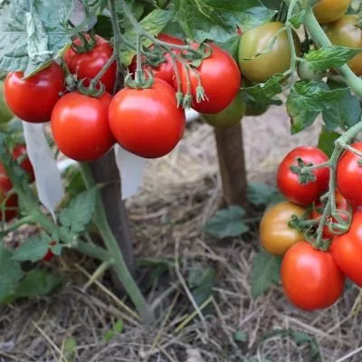 polskiy-karlik-6-150695