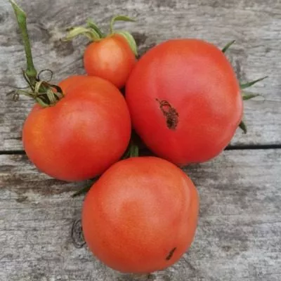 polskiy-karlik-main-150695