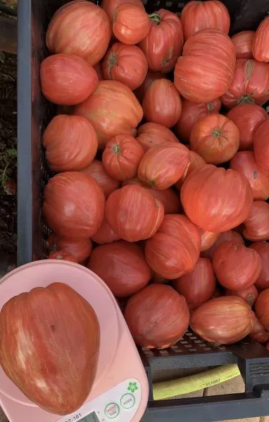 polyarnoe-siyanie-2-161964