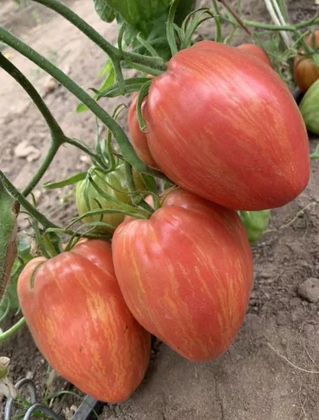 polyarnoe-siyanie-main-161964