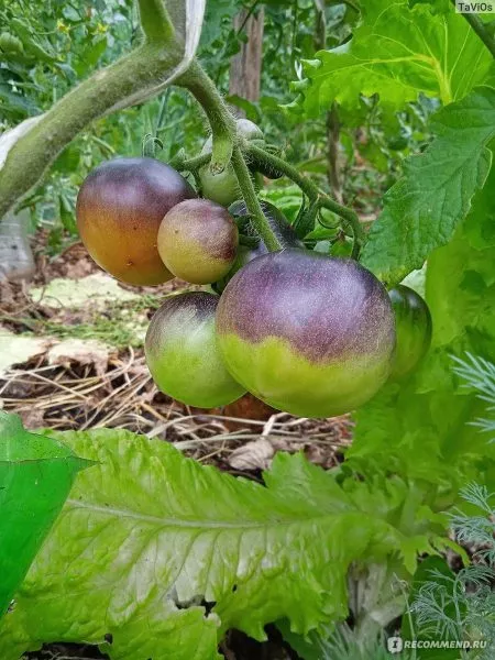 prekrasnyy-mechtatel-2-142821