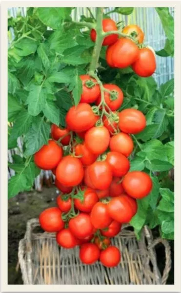 prestizh-main-154025