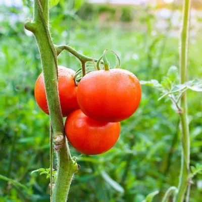 prezident-2-5-157971