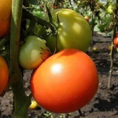 prezident-2-6-157971