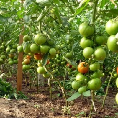 prezident-2-7-157971