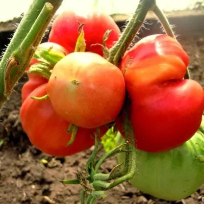 prezident-2-8-157971