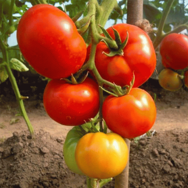 prezident-2-main-157971