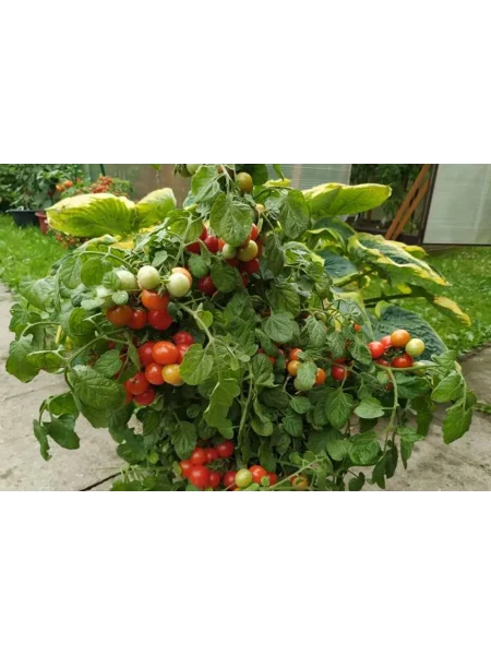 prints-bayaya-1-156912