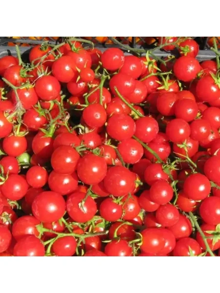 prints-bayaya-2-156912