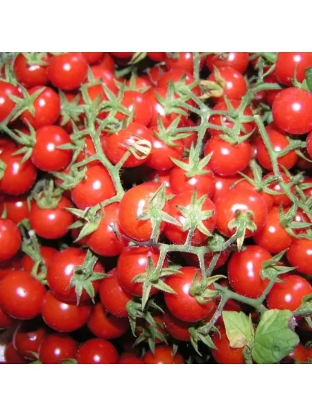 prints-bayaya-3-156912