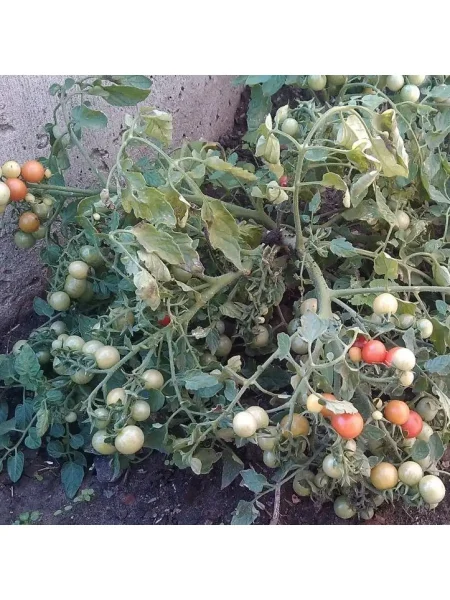 prints-bayaya-5-156912