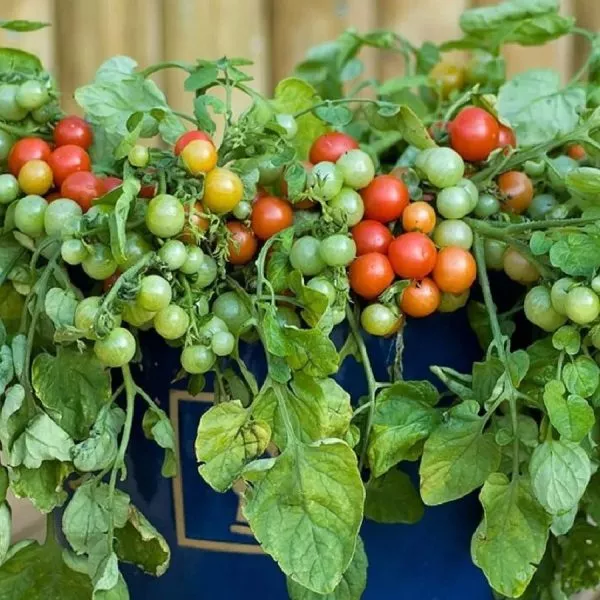 prints-bayaya-6-156912