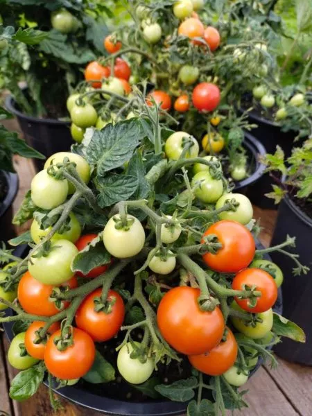 prints-bayaya-7-156912