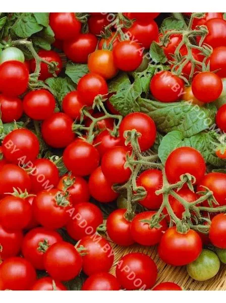 prints-bayaya-8-156912