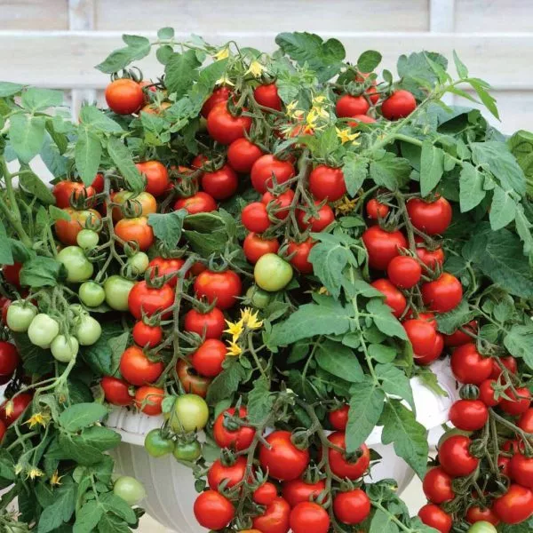 prints-bayaya-9-156912