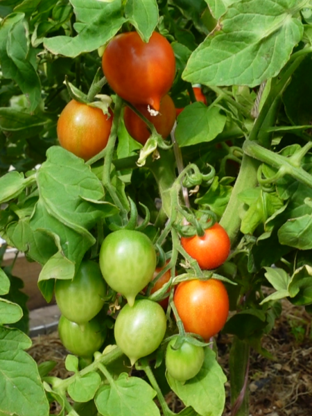 prints-borgeze-11-155578