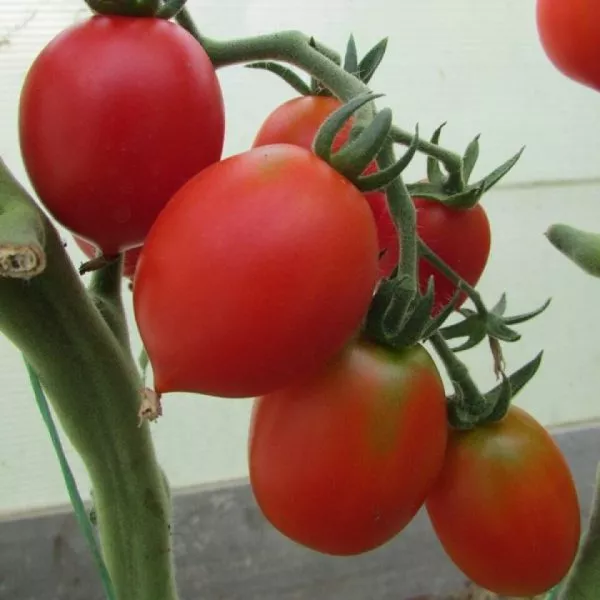 prints-borgeze-2-155578