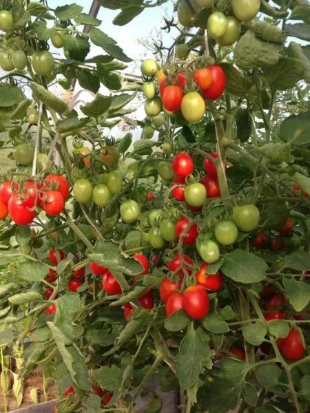 prints-borgeze-3-155578