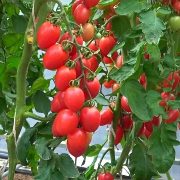 prints-borgeze-4-155578