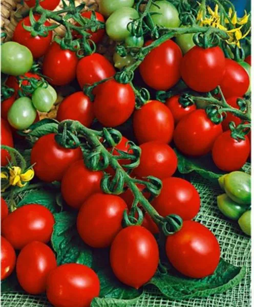 prints-borgeze-6-155578