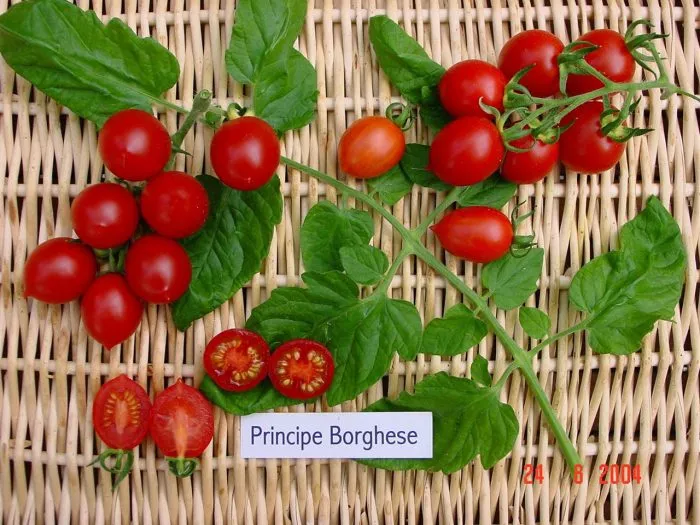 prints-borgeze-7-155578