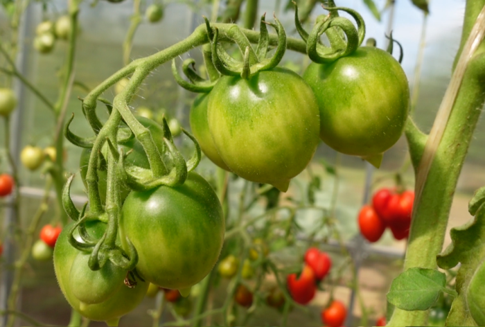 prints-borgeze-9-155578