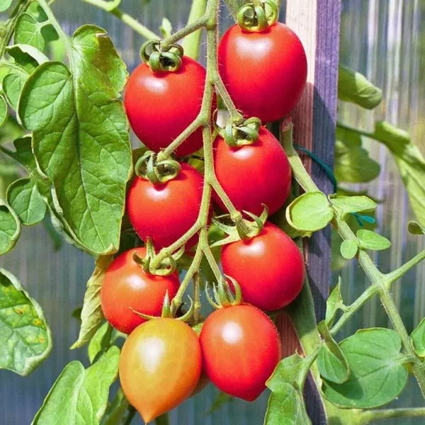 prints-borgeze-main-155578