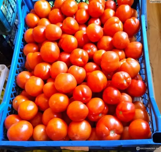 pripolyarnyy-5-141040