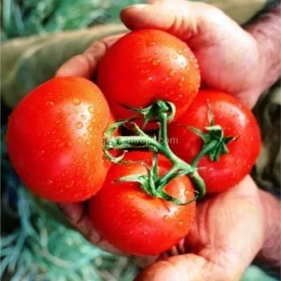 pripolyarnyy-main-141040