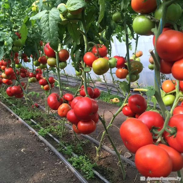 professional-2-156693