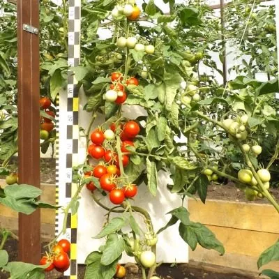 professional-4-156693