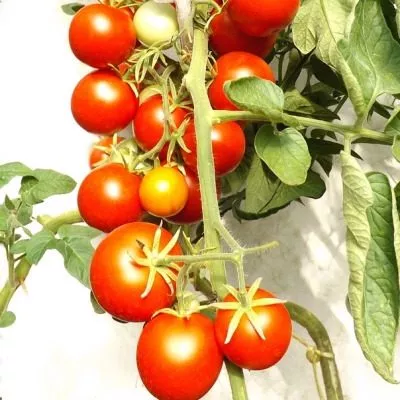 professional-main-156693