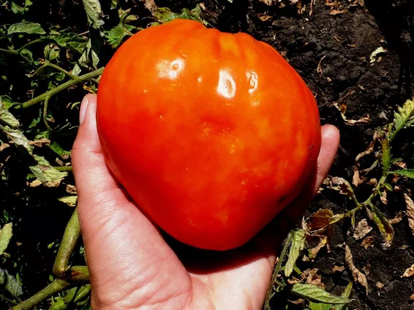 proventsano-1-132028