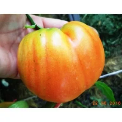 proventsano-2-132028