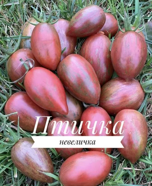 ptichka-nevelichka-3-150299