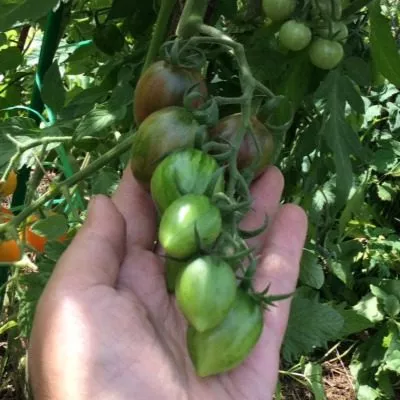 ptichka-nevelichka-5-150299