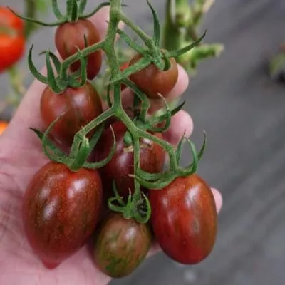 ptichka-nevelichka-6-150299