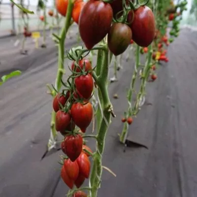 ptichka-nevelichka-7-150299