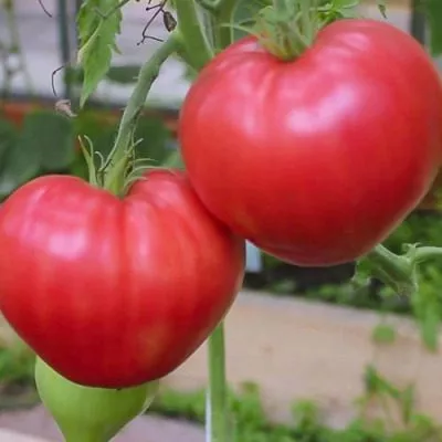 puhlyash-main-150874