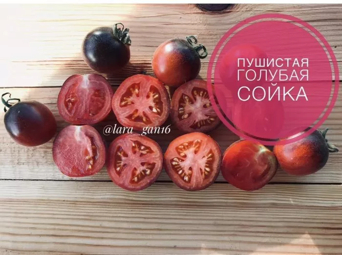 pushistaya-golubaya-soyka-1-158012