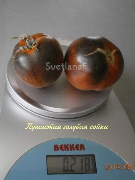 pushistaya-golubaya-soyka-10-158012