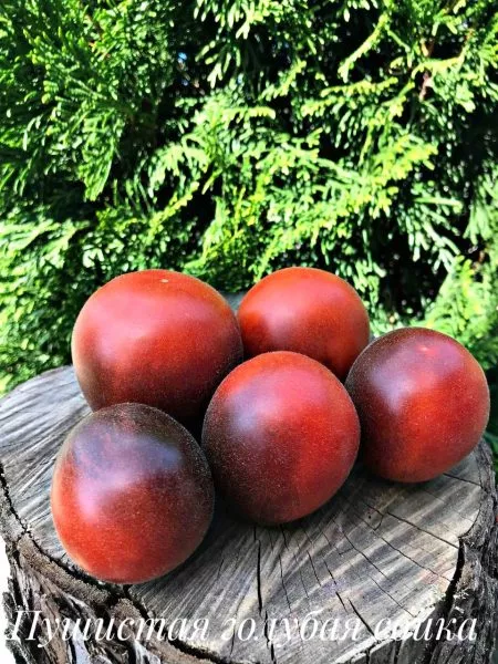 pushistaya-golubaya-soyka-3-158012