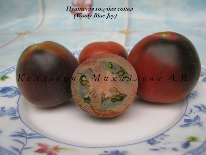 pushistaya-golubaya-soyka-4-158012