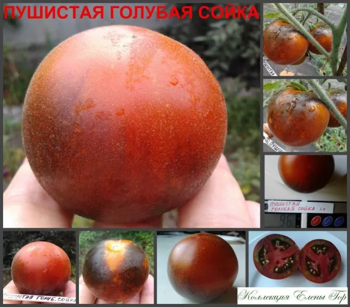 pushistaya-golubaya-soyka-5-158012