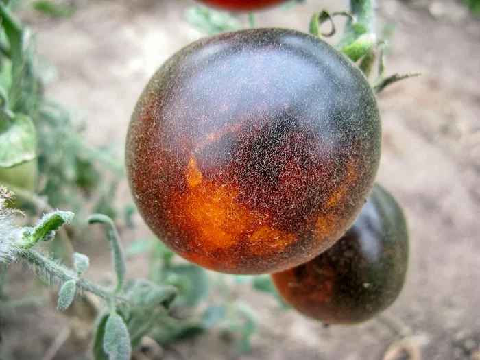 pushistaya-golubaya-soyka-6-158012