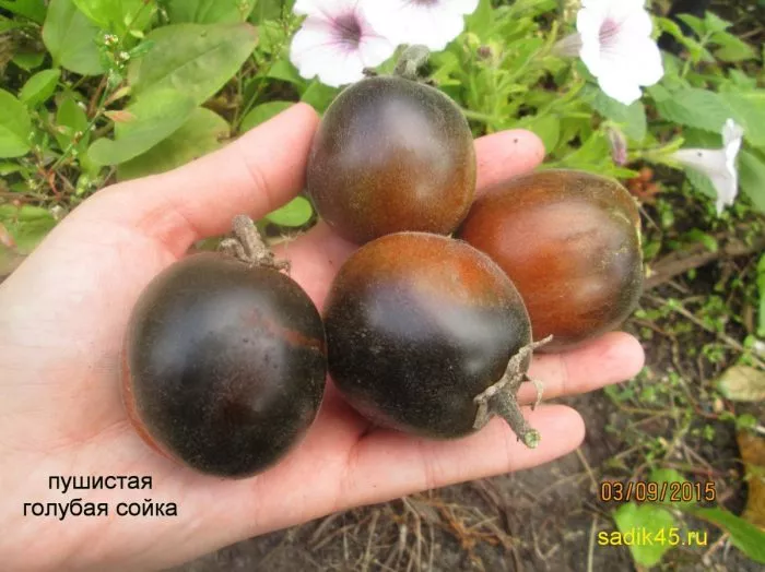 pushistaya-golubaya-soyka-7-158012