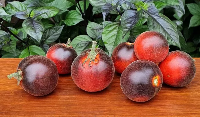 pushistaya-golubaya-soyka-8-158012