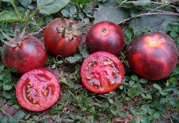 pushistaya-golubaya-soyka-main-158012