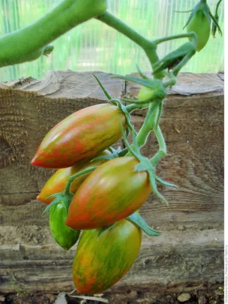 ranniy-bikolor-3-163609